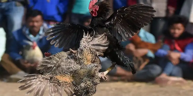 6 lưu ý quan trọng trong cách nuôi gà đá tới pin
