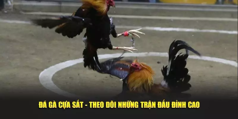 Chọi kê cựa sắt khá thú vị và hấp dẫn với tỷ lệ thưởng cao