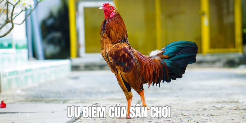Các ưu điểm nổi bật